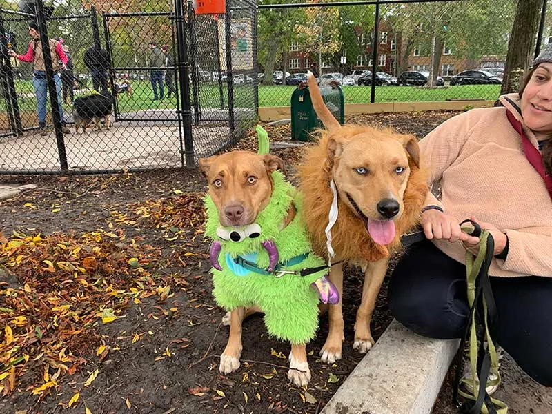 Two dogs in costumes, one a green furry monster and one a lion's mane, sit beside their owner in the dog park among autumn leaves.